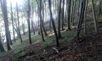 Naturwesen-14.jpg